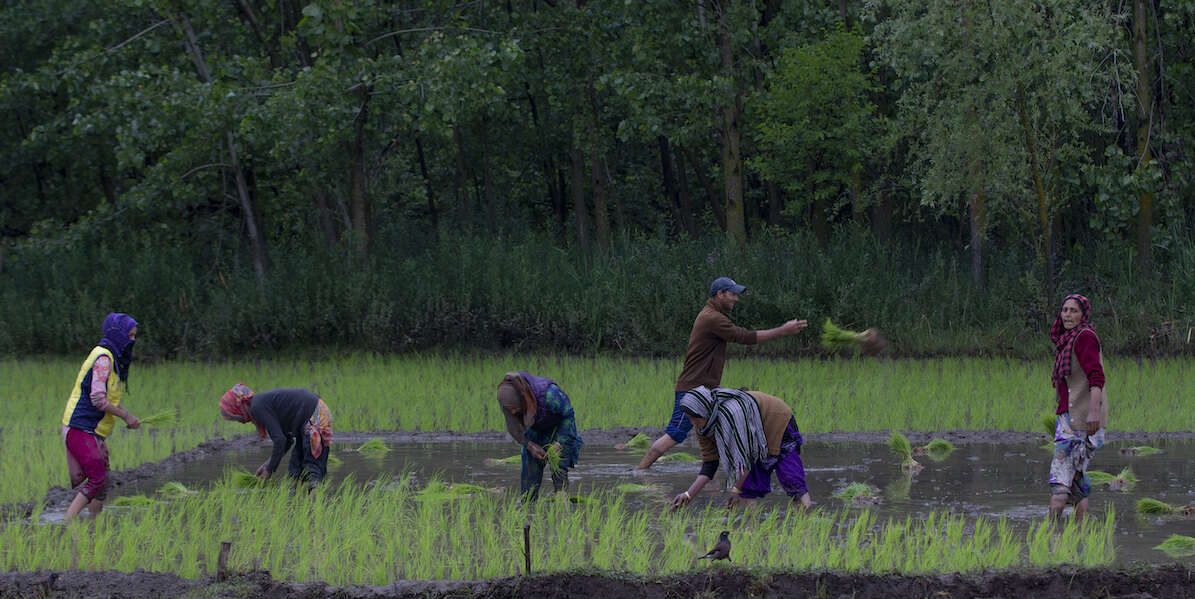 India e Pakistan litigano per il riso basmatiI due paesi sono grandi produttori ed esportatori del basmati e vorrebbero ottenere entrambi l'Indicazione geografica protetta dall'Unione Europea, che ora deve decidere che fare