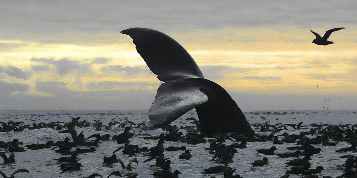 Sappiamo qualcosa di più sul canto delle baleneAlcune specie usano ancora le loro corde vocali, ma in un modo particolare e mai osservato prima, dice una nuova ricerca