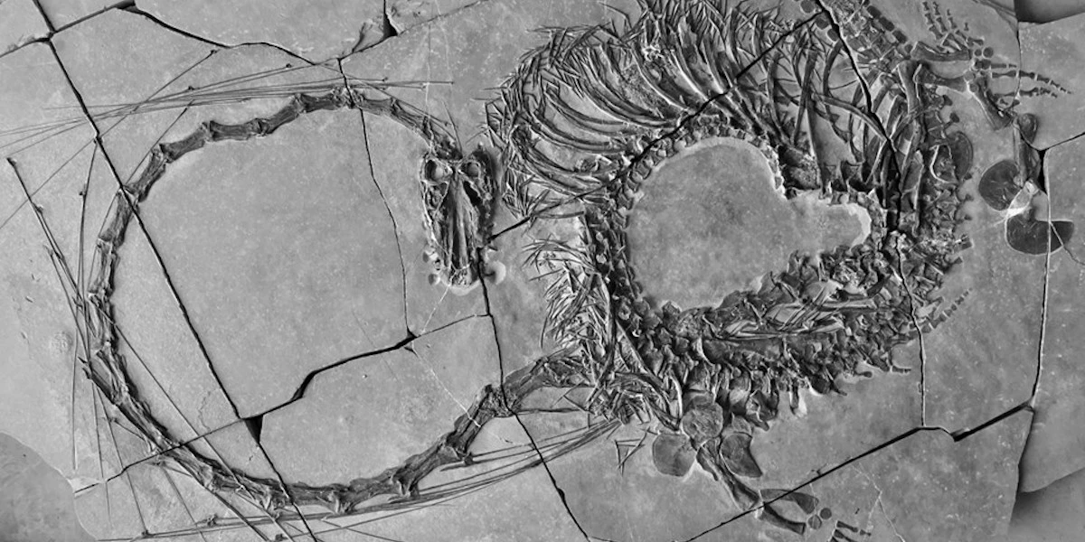 Un rettile quasi fantasticoUna ricerca ha mostrato per la prima volta un fossile con lo scheletro integrale del “Dinocephalosaurus orientalis