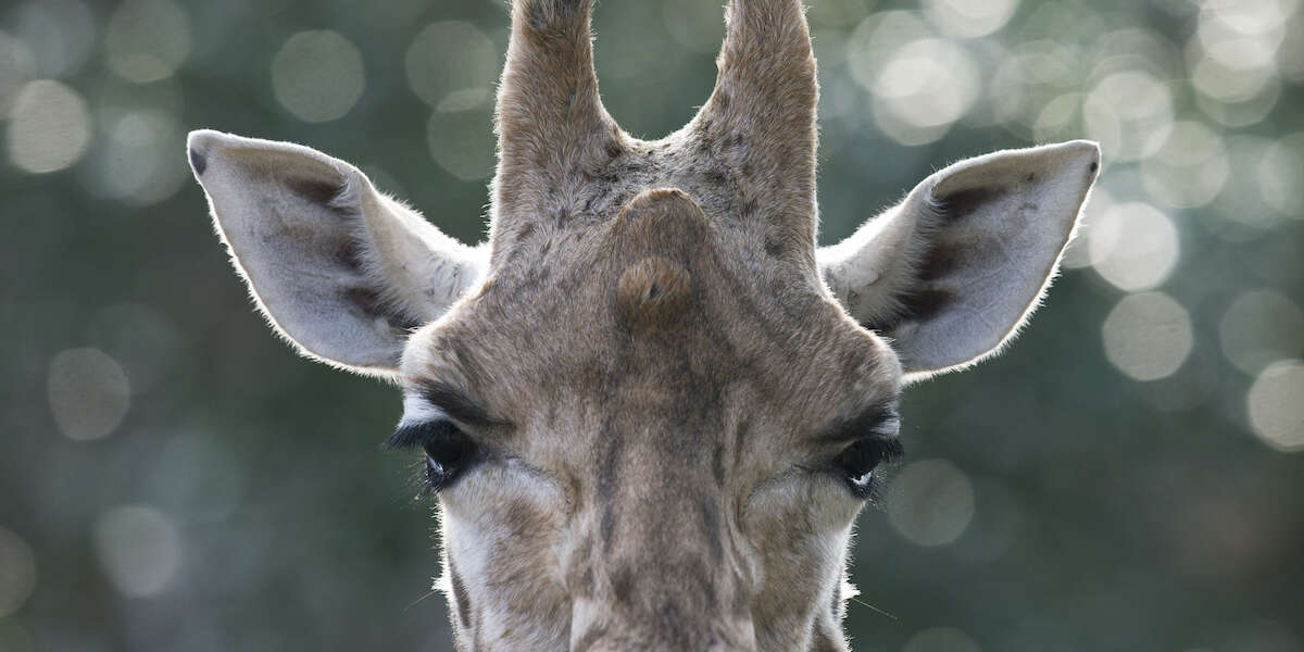 Capiremo mai come ragionano gli animali?