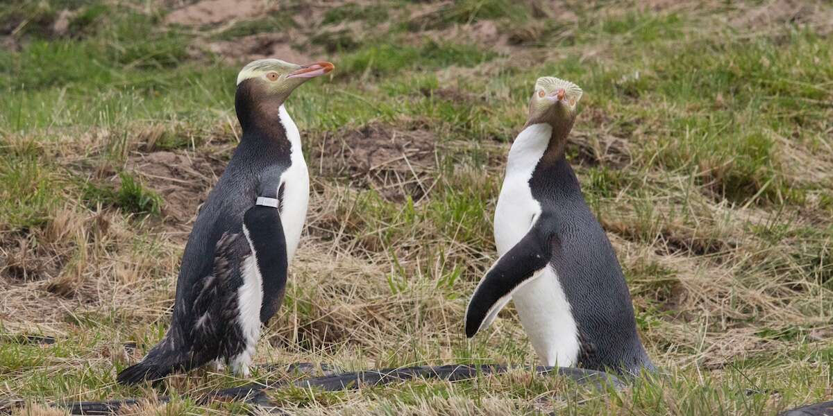 In Nuova Zelanda l’elezione dell’uccello dell’anno è una cosa seriaQuest'anno lo ha vinto l'hoiho, un pinguino rumoroso ma schivo, e per una volta non ci sono stati brogli o interferenze, come successo gli anni scorsi