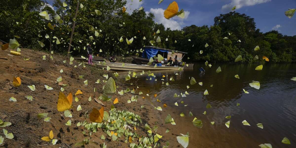 La statistica falsa sull’80% della biodiversità protetta dagli indigeniNel tempo è finita ovunque, dalle pubblicazioni scientifiche ai rapporti istituzionali, ma non è fondata (e non ha nemmeno molto senso)