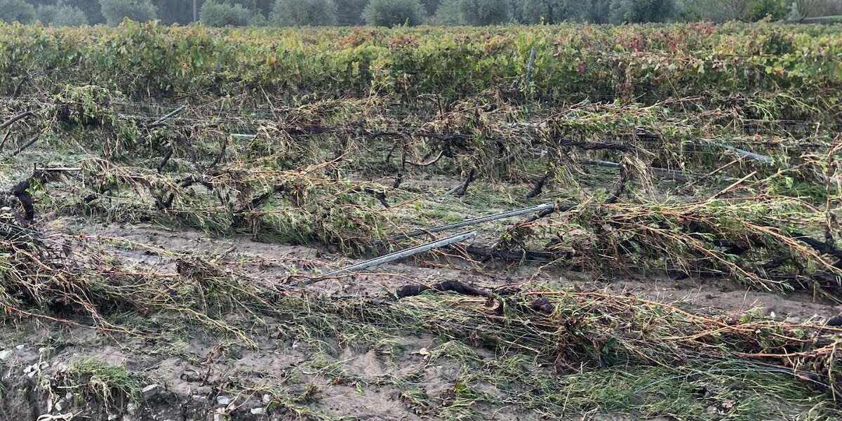 L’alluvione tra Pisa e Livorno ha danneggiato parte dei vigneti di BolgheriMa la vendemmia era quasi conclusa, quindi non dovrebbero esserci grosse conseguenze per la produzione di alcuni dei più pregiati vini toscani