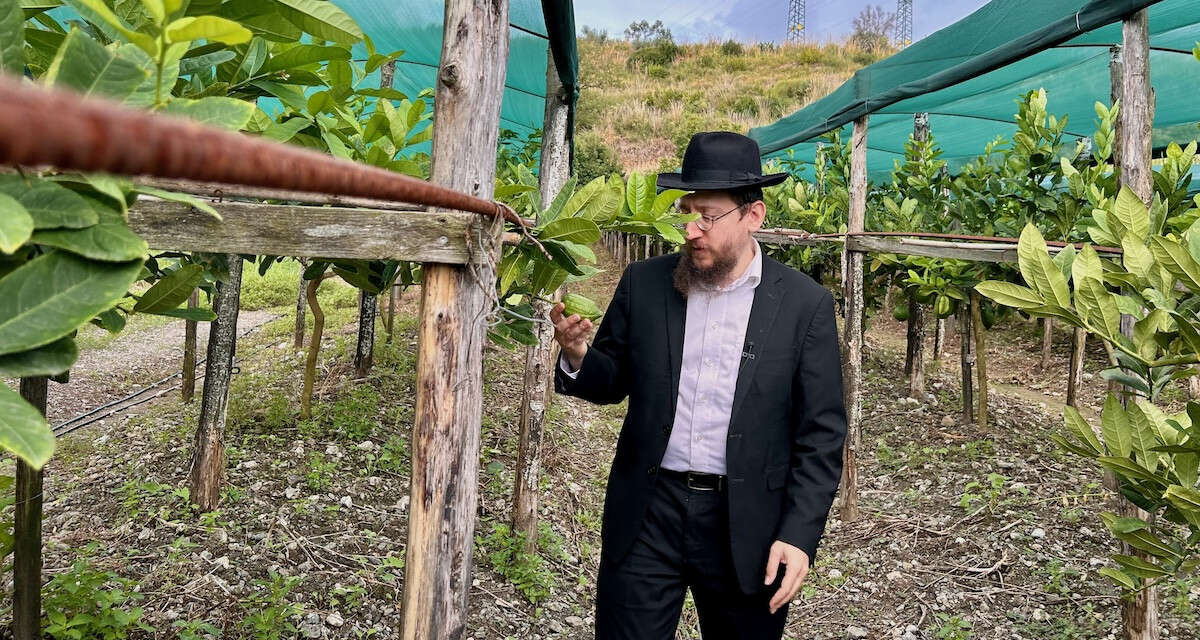 I rabbini di tutto il mondo vengono in Calabria per i cedriA Santa Maria del Cedro si producono e vendono i frutti migliori per la tradizionale festa ebraica del Sukkot, e arrivano a costare anche 15 euro l'uno