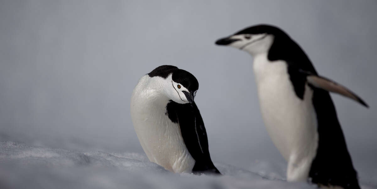 Questi pinguini fanno migliaia di riposini al giorno