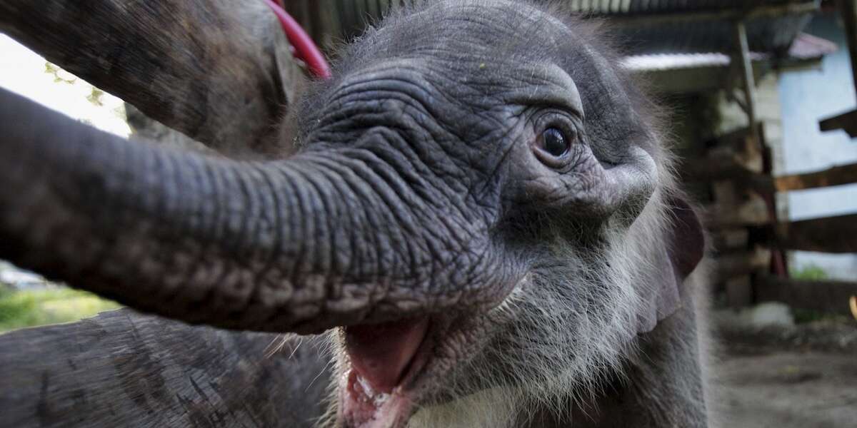 In Indonesia è nato un elefante di Sumatra, ed è un eventoSull'omonima isola ce ne sono meno di tremila, e sono una specie a rischio