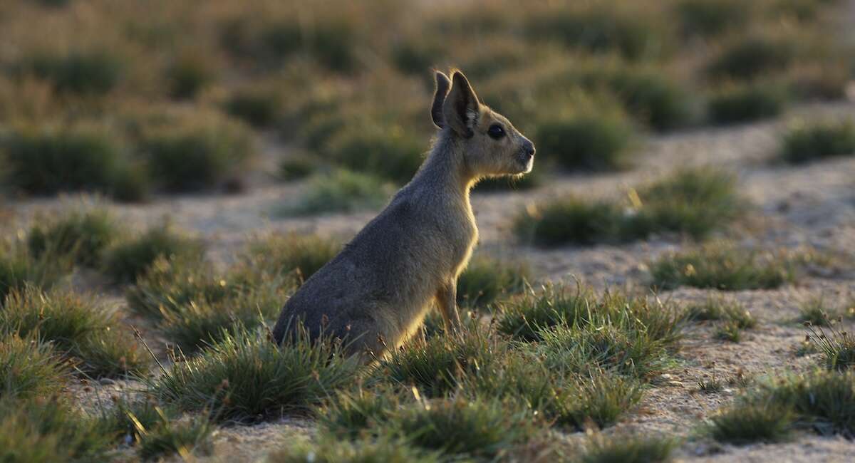 Weekly BeastsUn mara della Patagonia, un bucero nero, un pudu meridionale, una coturnice e parecchi macachi, nella raccolta animalesca di questa settimana