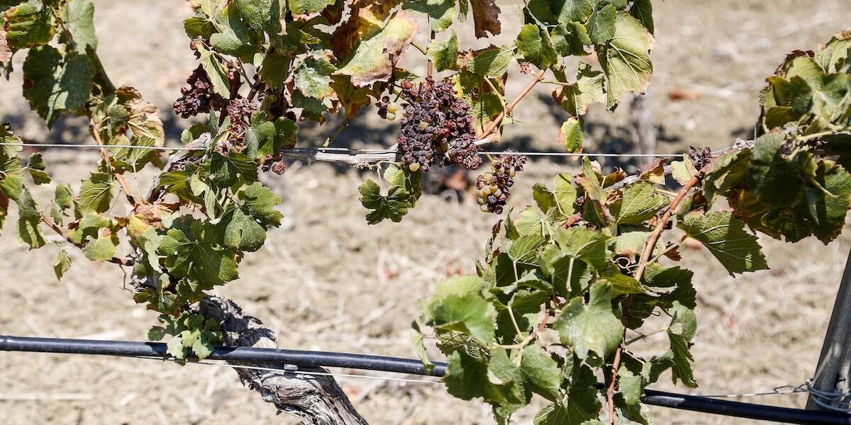 La siccità ha diminuito del 20 per cento la produzione di uva da vino in SiciliaÈ il dato medio della regione: sull'Etna se ne è raccolta di più, mentre ci sono stati grossi cali in provincia di Trapani e a Pantelleria