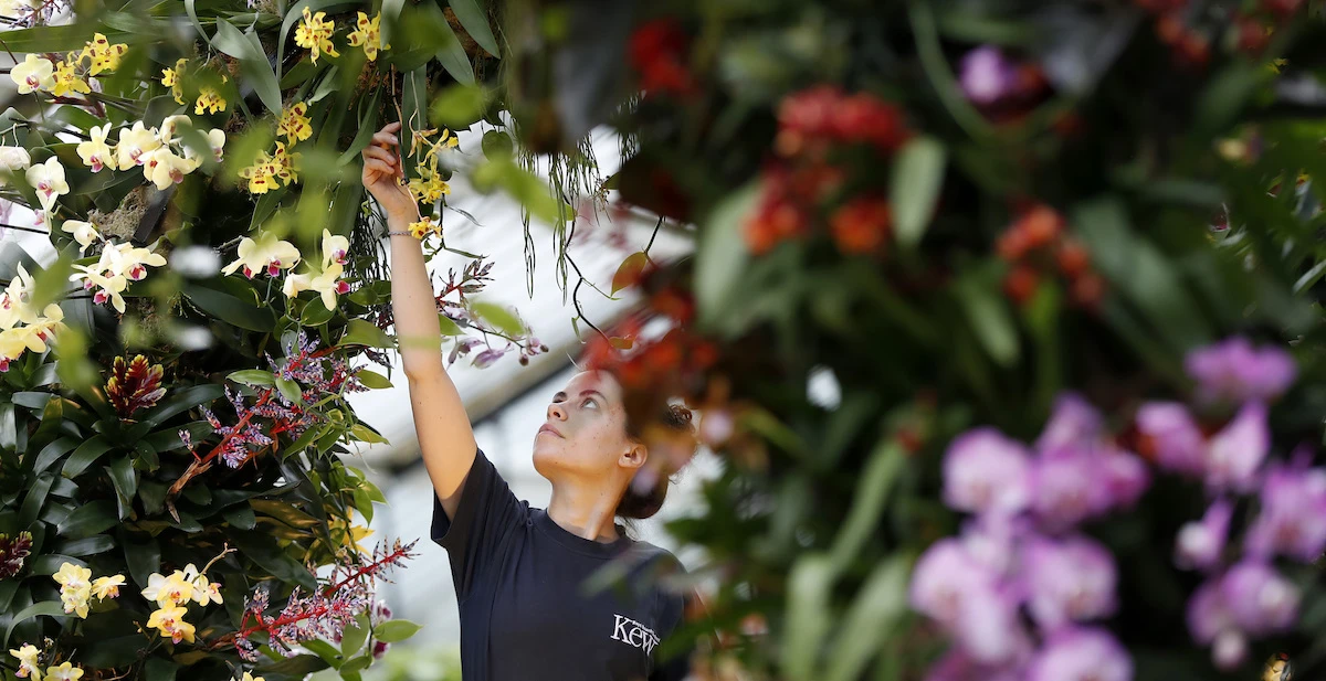 Non riusciamo a capire perché ci siano così tante orchidee