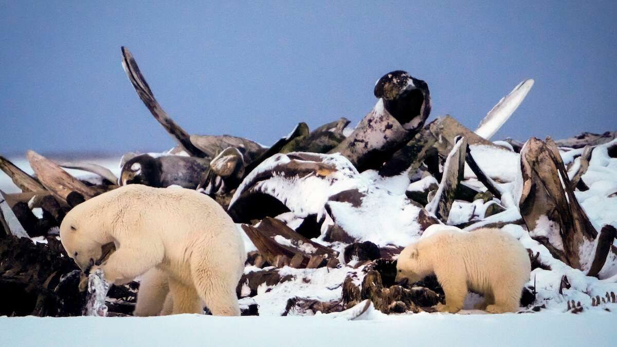 Best of bestieLe più belle immagini dell'anno dalla nostra rubrica sulle altre specie animali che abitano il mondo