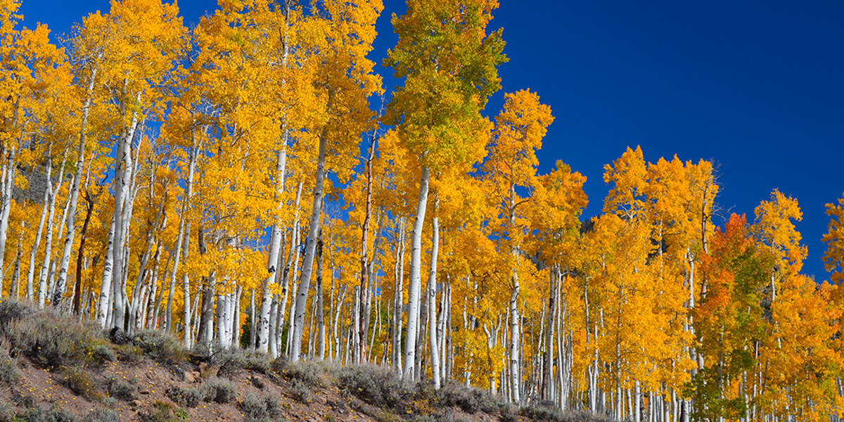 Pando, l’albero più grande di tuttiNuove analisi suggeriscono che sia probabilmente anche il più antico: vive negli Stati Uniti da ben prima che ci fossero gli Stati Uniti