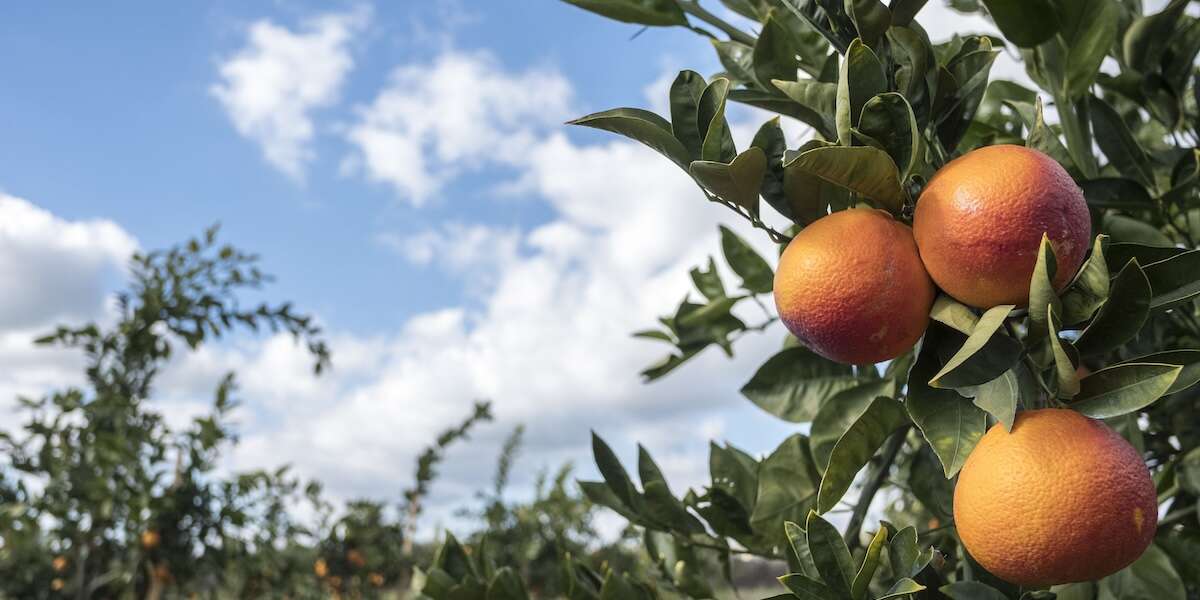 La siccità continua a rimpicciolire le arance sicilianeDi solito i supermercati comprano quelle più grandi perché sembrano più invitanti, ma stanno cominciando a farsi andar bene anche le altre