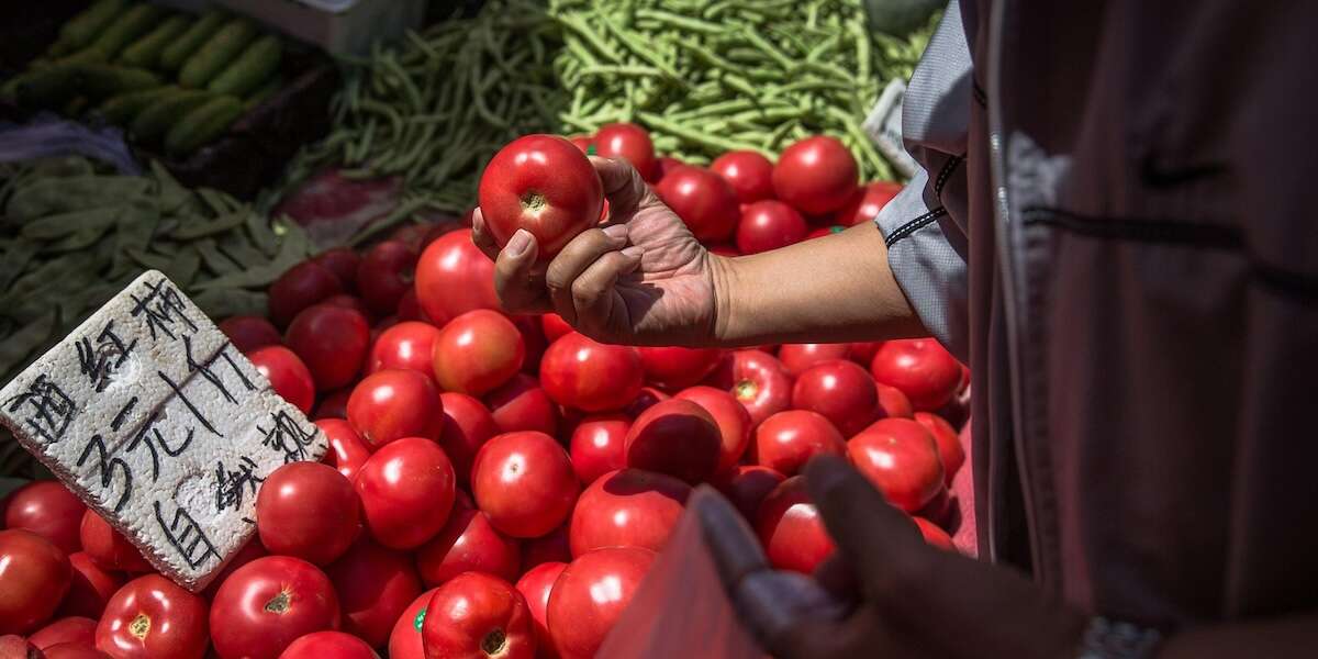 L’inchiesta di BBC sui concentrati di pomodoro venduti come “italiani” e prodotti col lavoro forzato in Cina Le accuse riguardano soprattutto un'azienda italiana e i suoi prodotti distribuiti all'estero