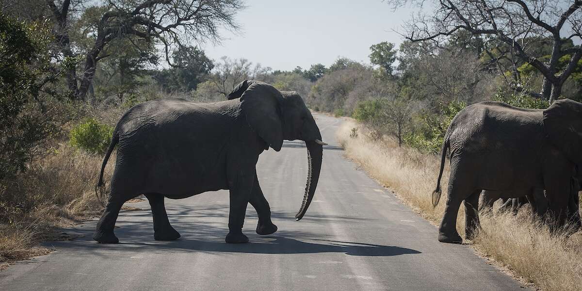 L’economia dei safari è una cosa seriaPer alcuni stati africani vale il 10 per cento del PIL, ma il modello attuale ha parecchi problemi, fra cui la distribuzione della ricchezza e il rischio di diventare elitario