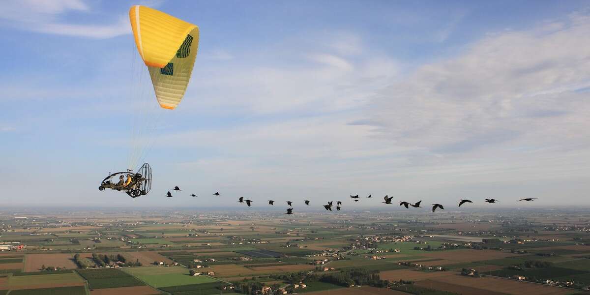 Gli ibis a cui era stato insegnato a migrare in Toscana saranno guidati in Andalusia