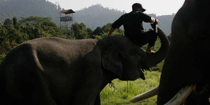 Asisten Pawang di Cot Girek Aceh Utara Diserang Gajah Liar, Tangan Tertusuk Gading