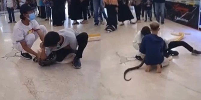 Viral Atraksi Ular Berujung Petaka, Piton Mendadak Gigit Pawangnya Sampai Berdarah