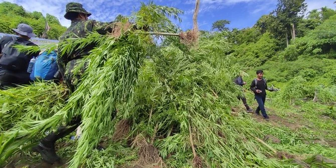 20 Ribu Batang Ganja Dimusnahkan di Aceh Besar, Pemilik Gagal Ditangkap