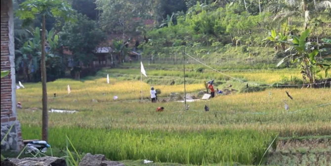 Viral Desa Unik di Kebumen, Warganya 'Haram' Jualan Nasi