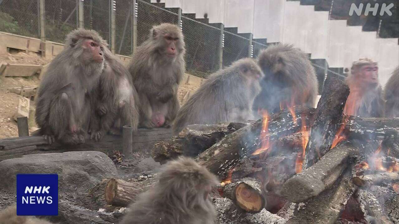 愛知 犬山 たき火にあたるサルを公開