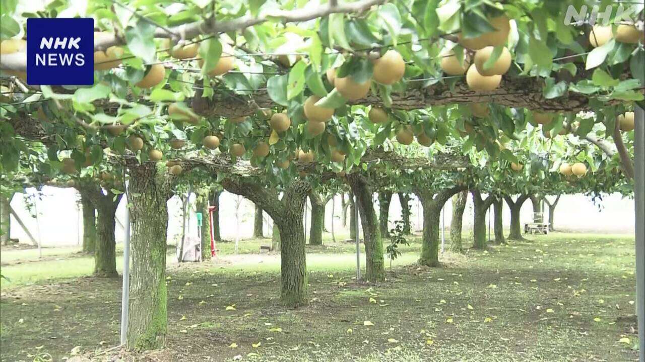 茨城 筑西で収穫直前の梨800個余もぎ取られる 梨の盗難相次ぐ