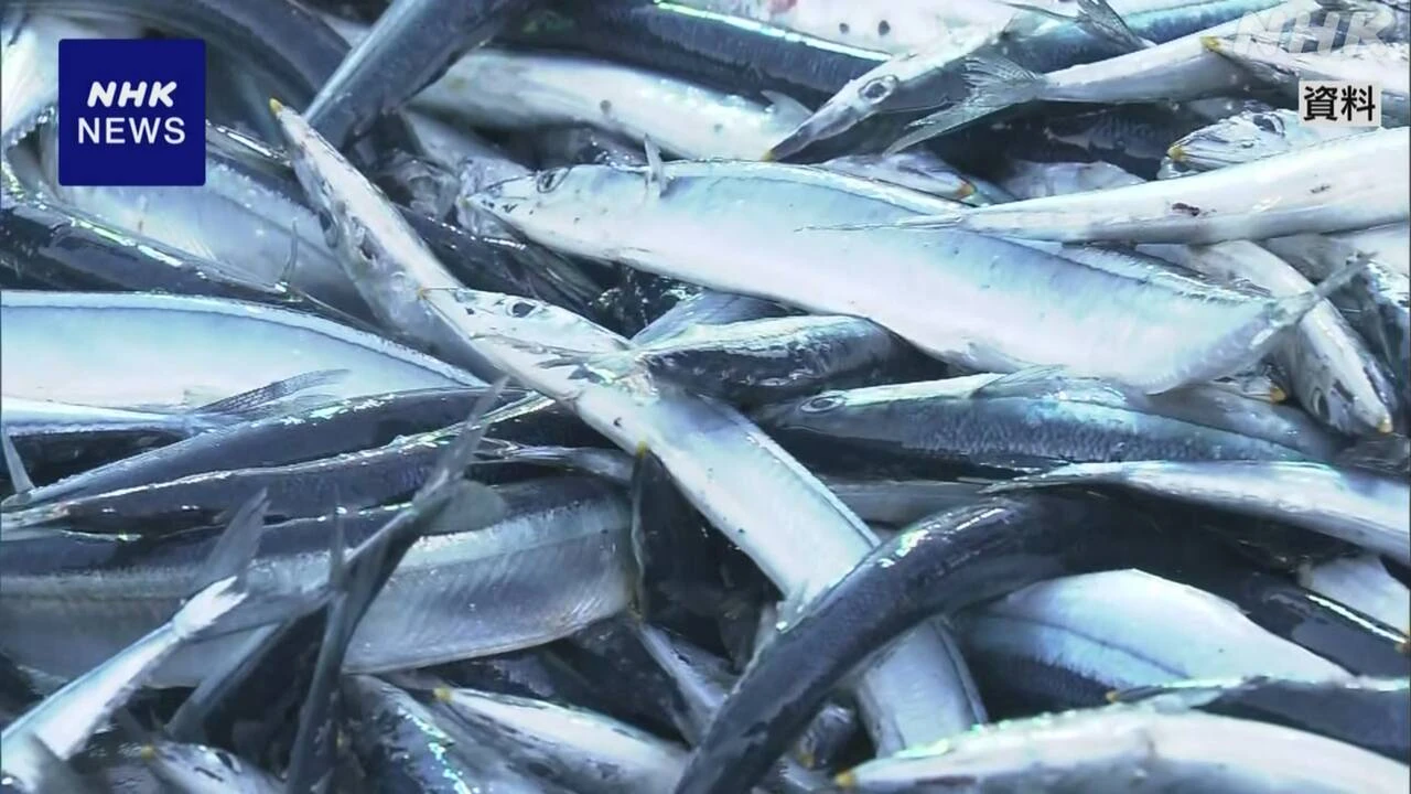不漁続くサンマ 大型増えるも 漁場に来る量は低水準続く見通し