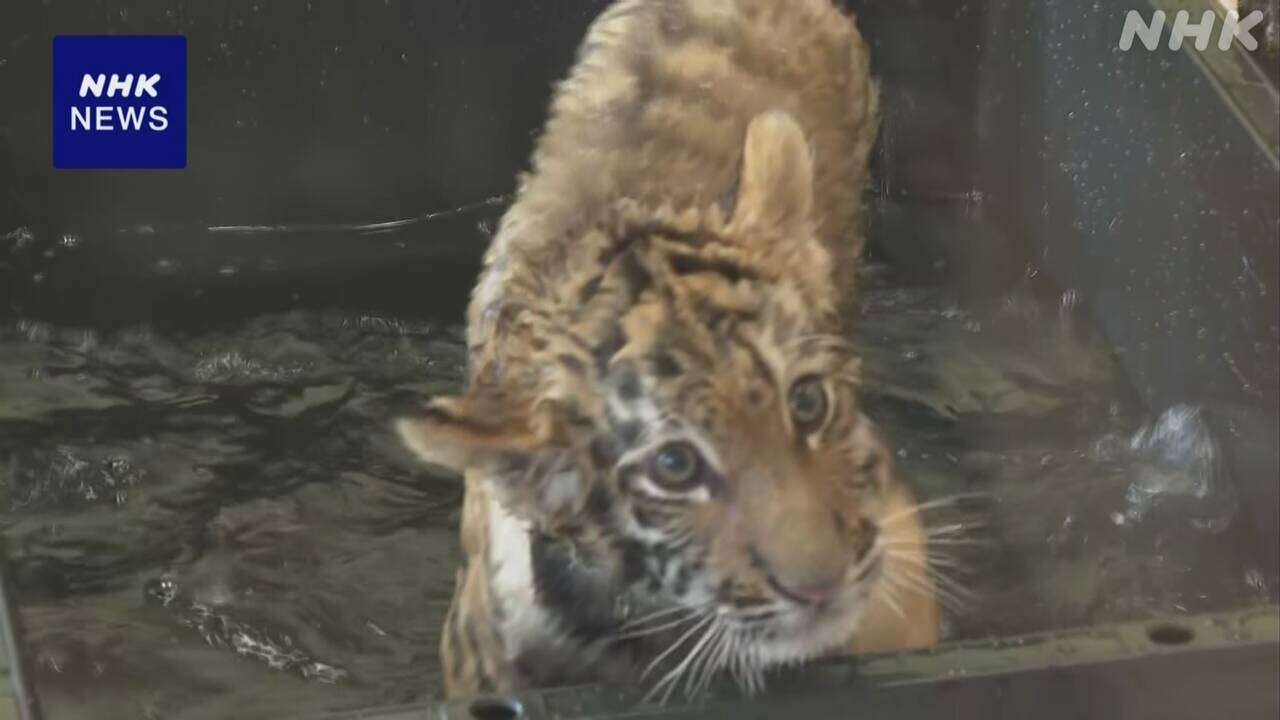 「大暑」アムールトラの赤ちゃんにプール 水遊びを体験 和歌山