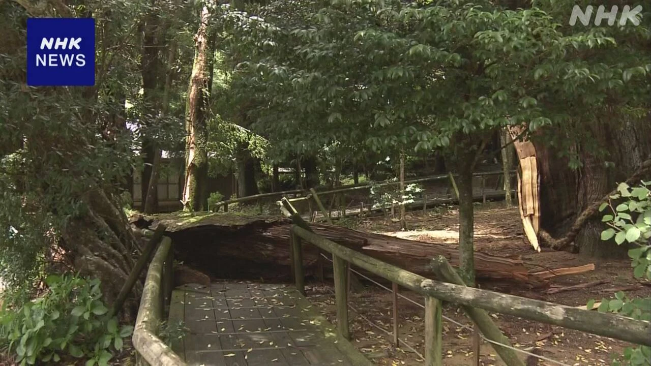 高知 大豊町 特別天然記念物「杉の大杉」幹の一部割け落ちる