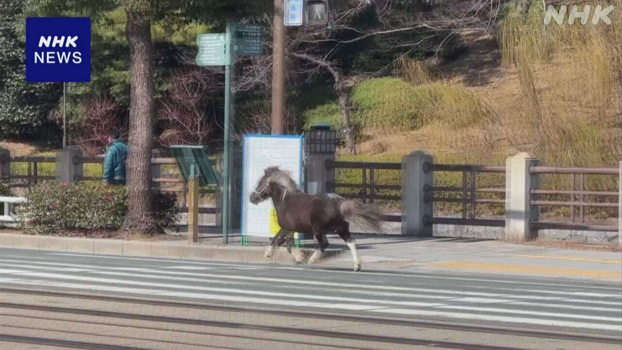 松山 乗馬体験のポニーが一時逃走し大通り疾走 けが人なし