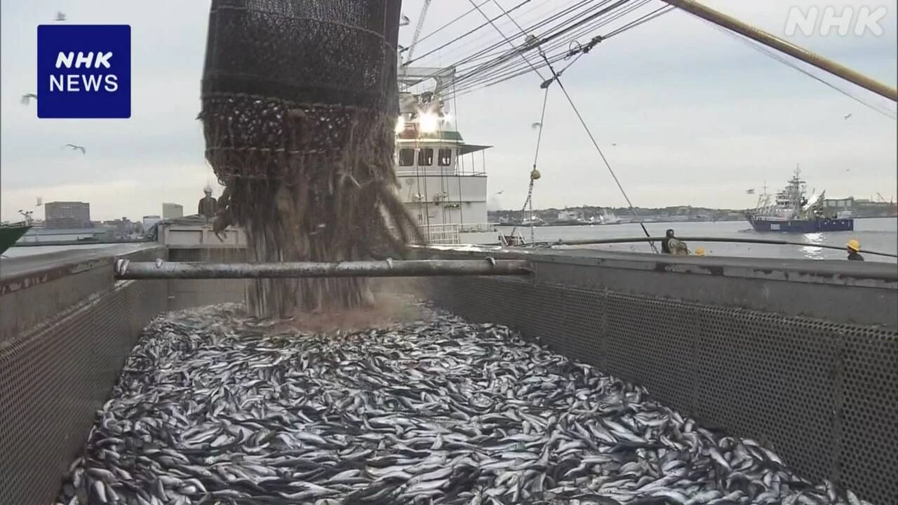 釧路港のマイワシ水揚げ量 去年同時期の半分程度 海水温影響か