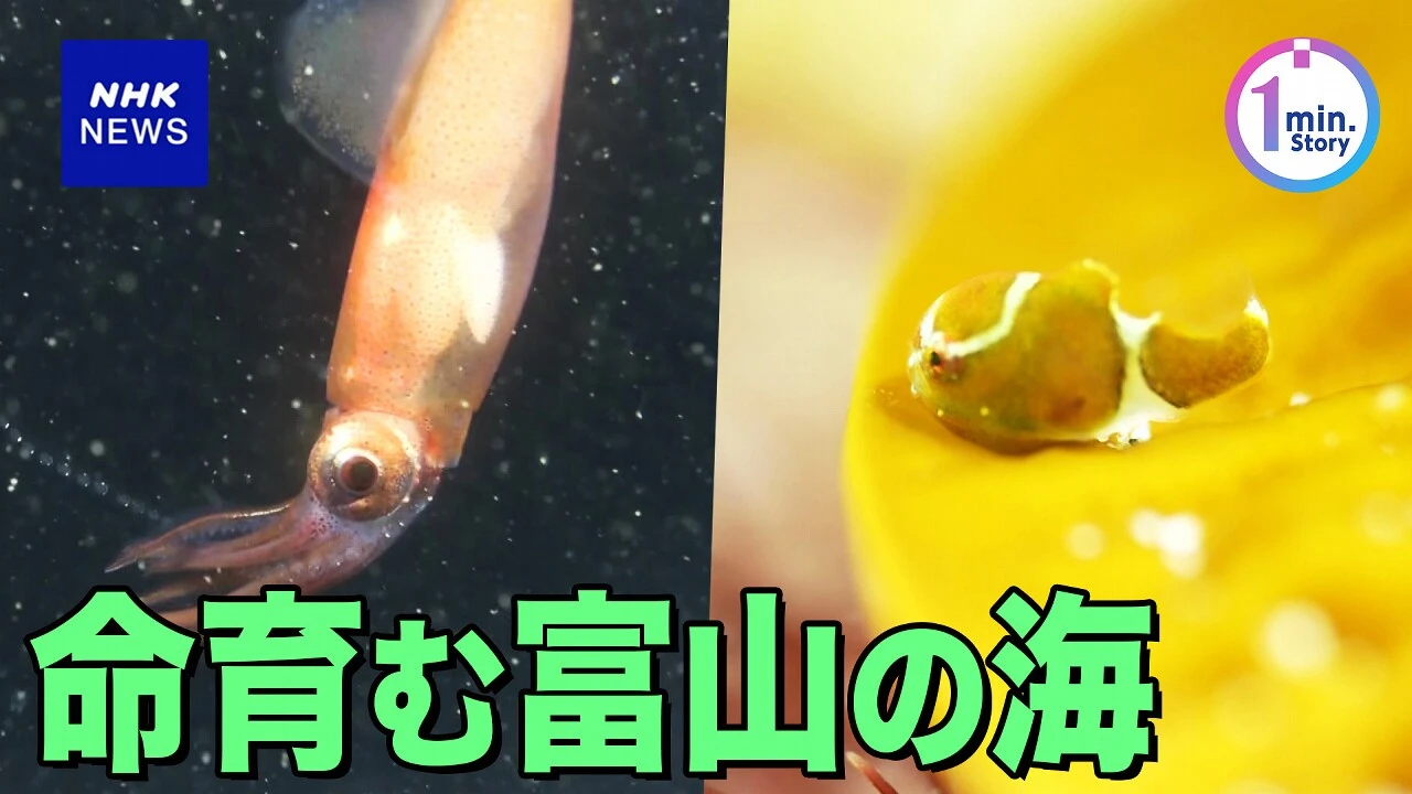 【動画】命育む富山湾 海の中を覗いてみると…