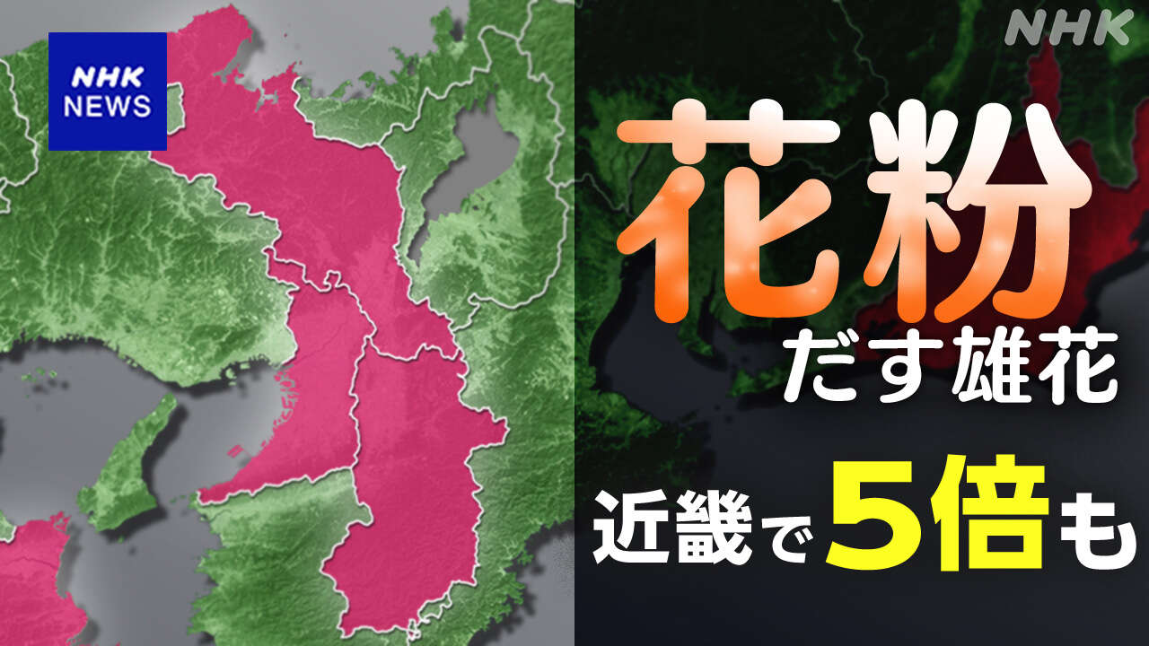 花粉飛散させるスギ雄花 近畿で5倍も 専門家「早めの対策を」