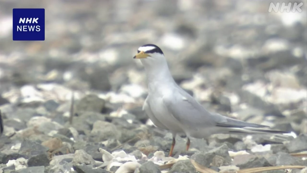 絶滅危惧種 渡り鳥「コアジサシ」ことしも佐賀市に飛来