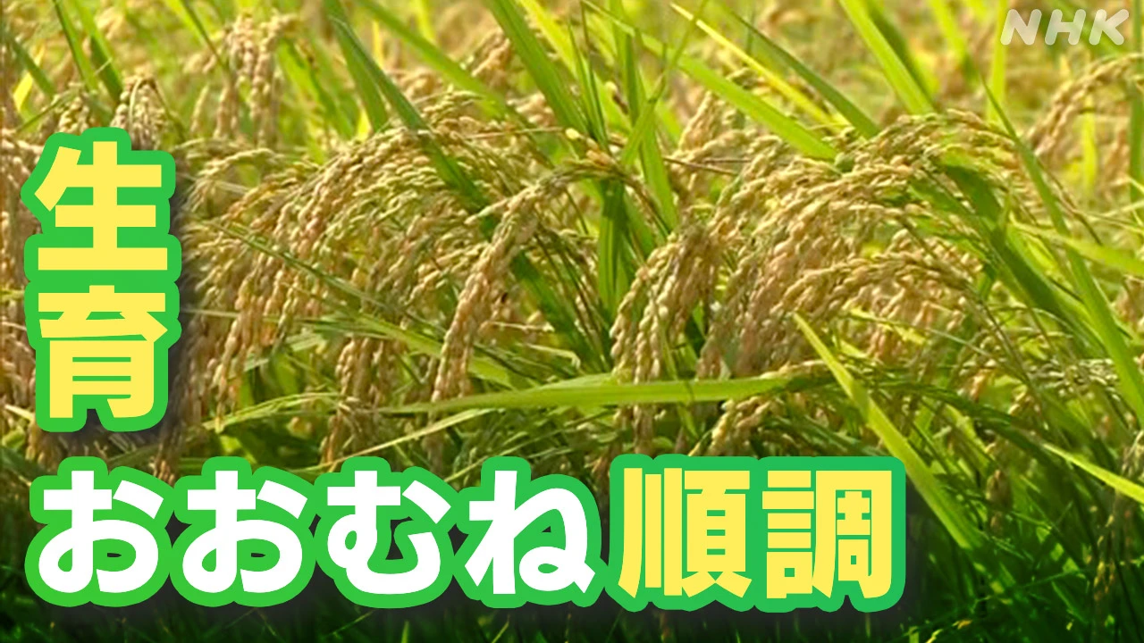 コメの収穫量見込み 生育は「おおむね順調に推移」 農水省
