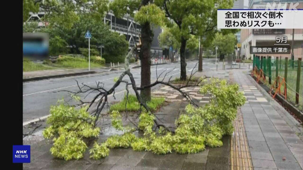 全国で相次ぐ倒木 街路樹は年間平均5200本 思わぬリスクも…