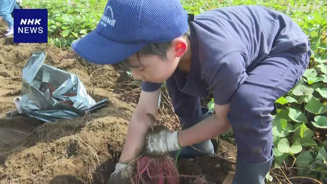 世界農業遺産の農法で栽培のさつまいも掘り 埼玉 三芳町
