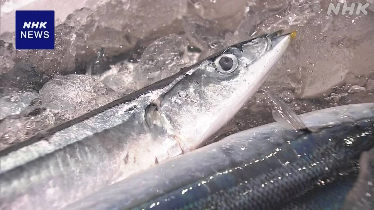 北海道 釧路 サンマの競り 1キロ25万円 過去最高額