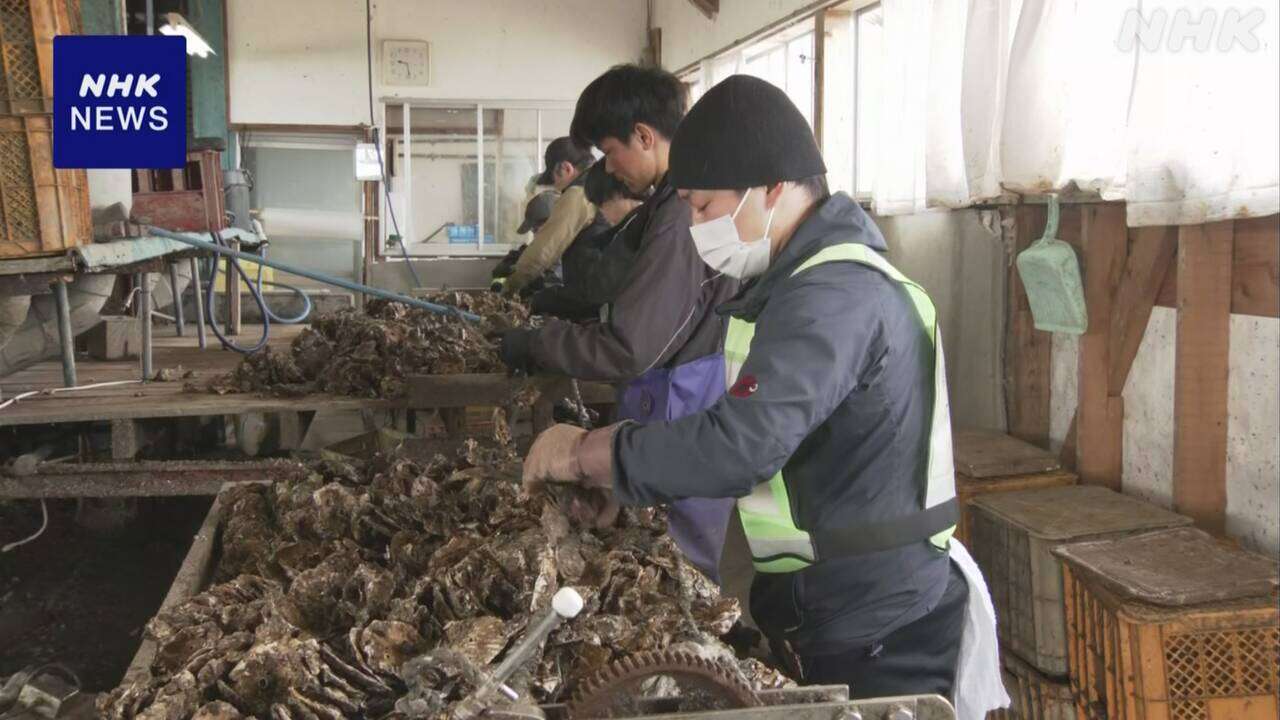 石川 七尾湾特産「能登かき」 ボランティアが養殖作業手伝う