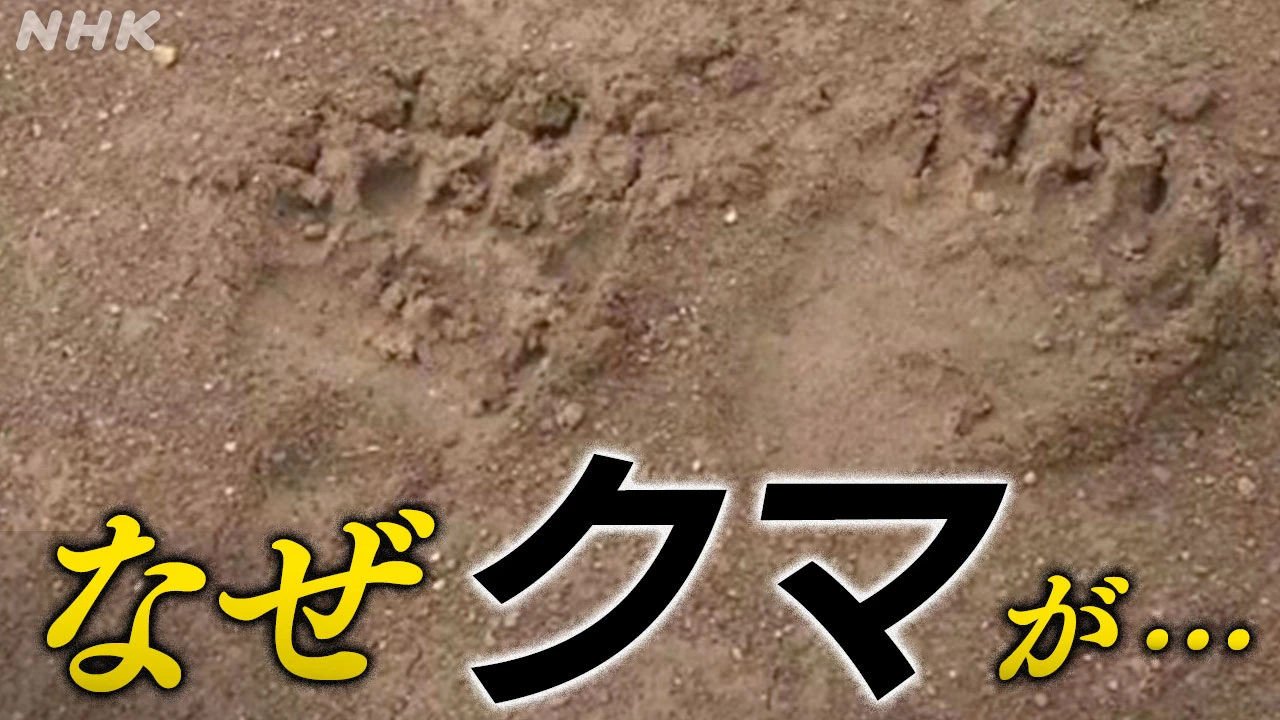 クマに襲われけが相次ぐ この時期になぜ出没？