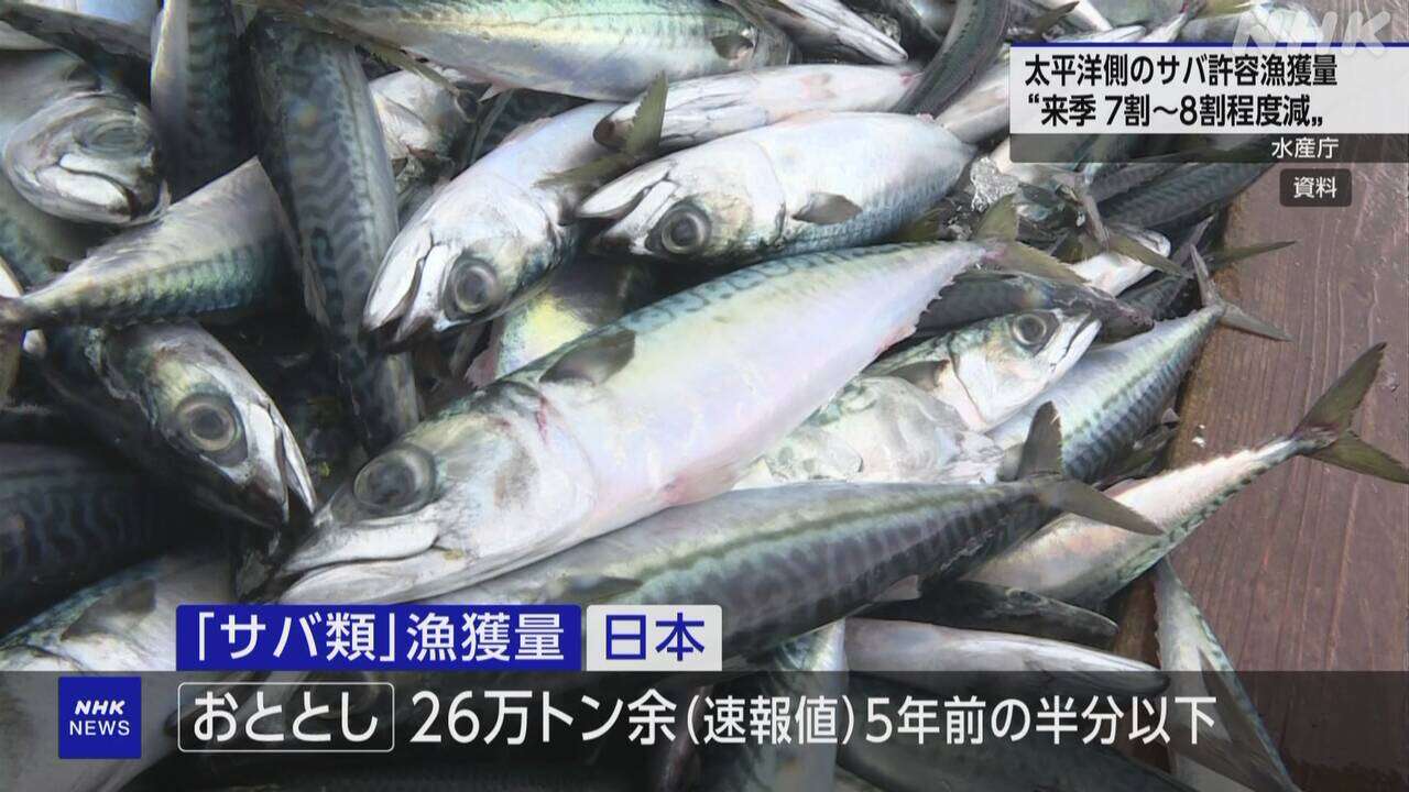 サバ漁獲量“来シーズン今の漁獲枠より7～8割程度減も”水産庁