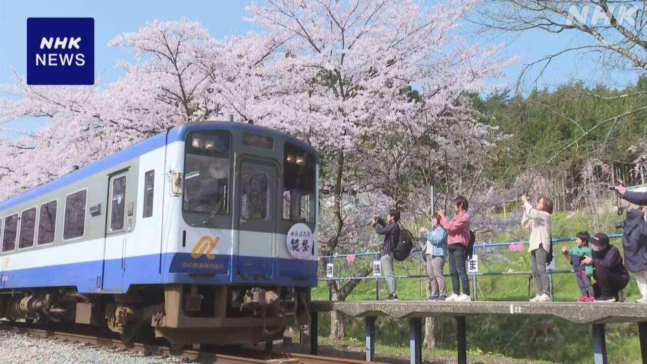 「能登さくら駅」桜満開で被災者を和ませる 石川 穴水町