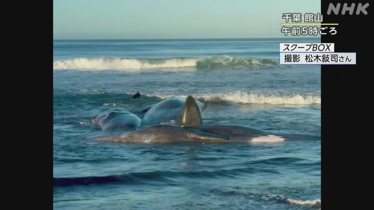 千葉 館山 クジラ4頭 波打ち際に打ち上げられる