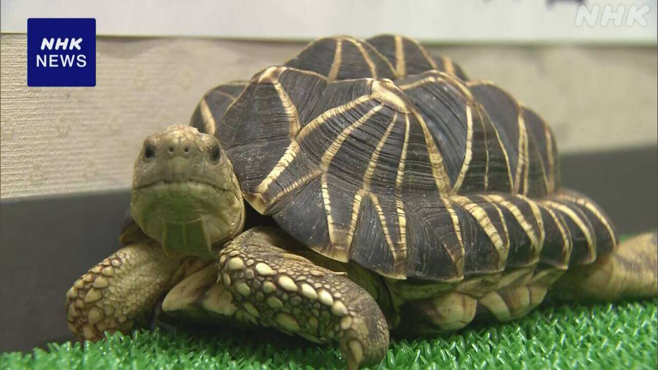 サンシャイン水族館元館長ら書類送検 カメの管理費詐取か