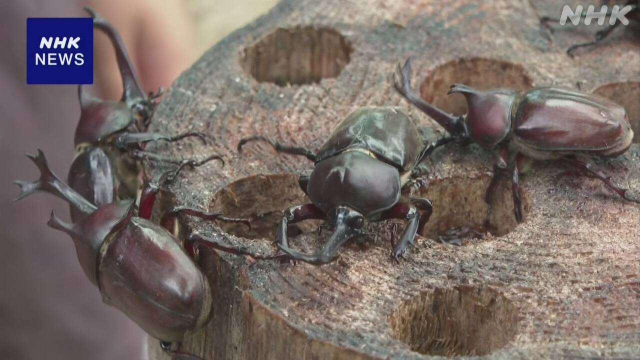 福島 施設にカブトムシ1000匹以上を放し飼い 子どもでにぎわう