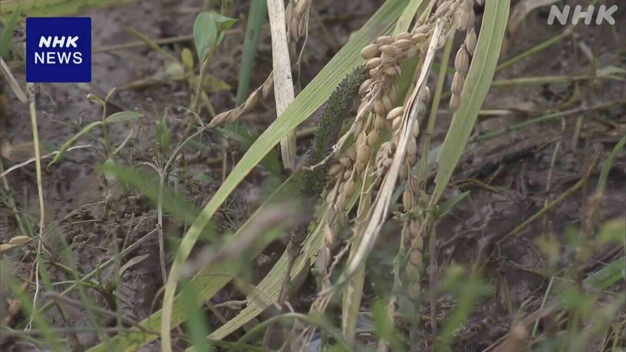 石川 輪島の米生産者 ことしの収穫量5分の1以下に 支援を訴え