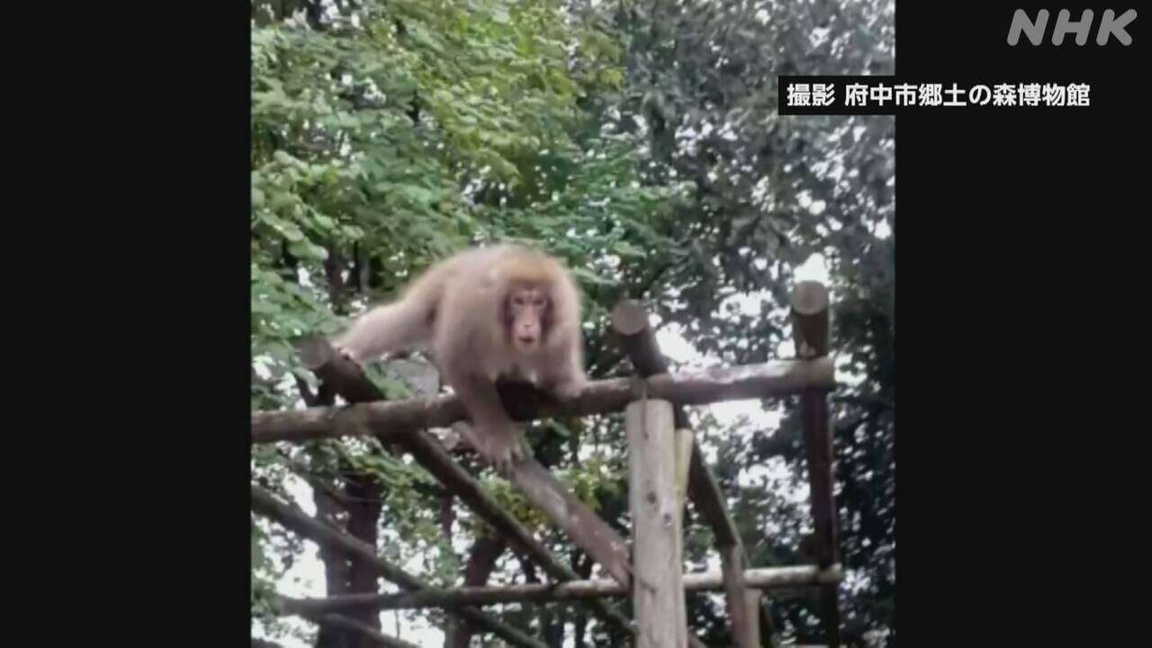 都内各地でサルの目撃相次ぐ 10日は府中で 市が注意を呼びかけ