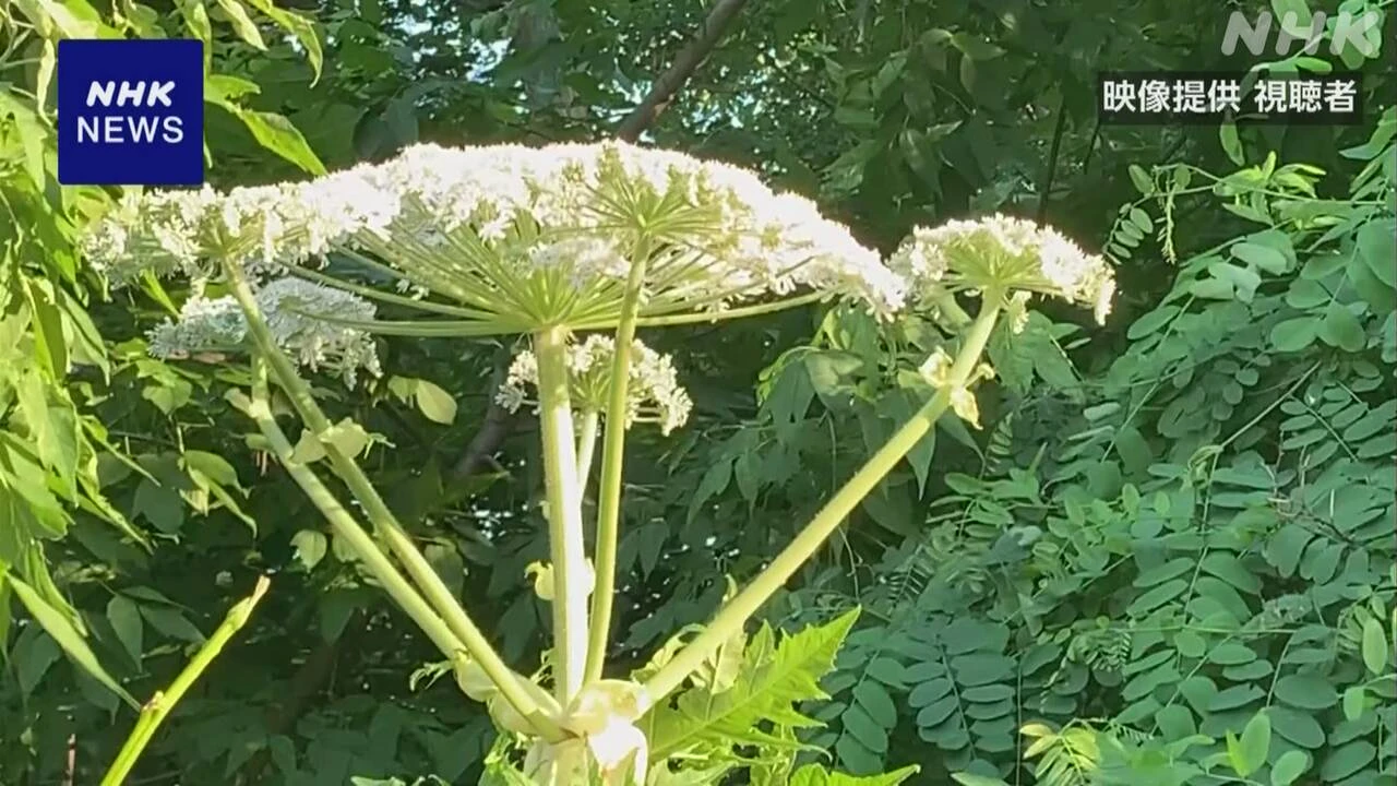 北海道大学に国内未確認の毒性植物か 大学が注意呼びかけ 札幌