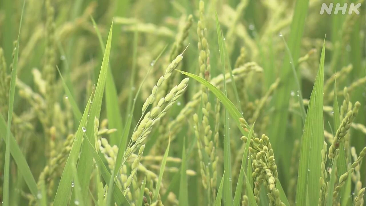 【関税発動】北海道 コメ農家の会社 アメリカへ輸出減少を懸念