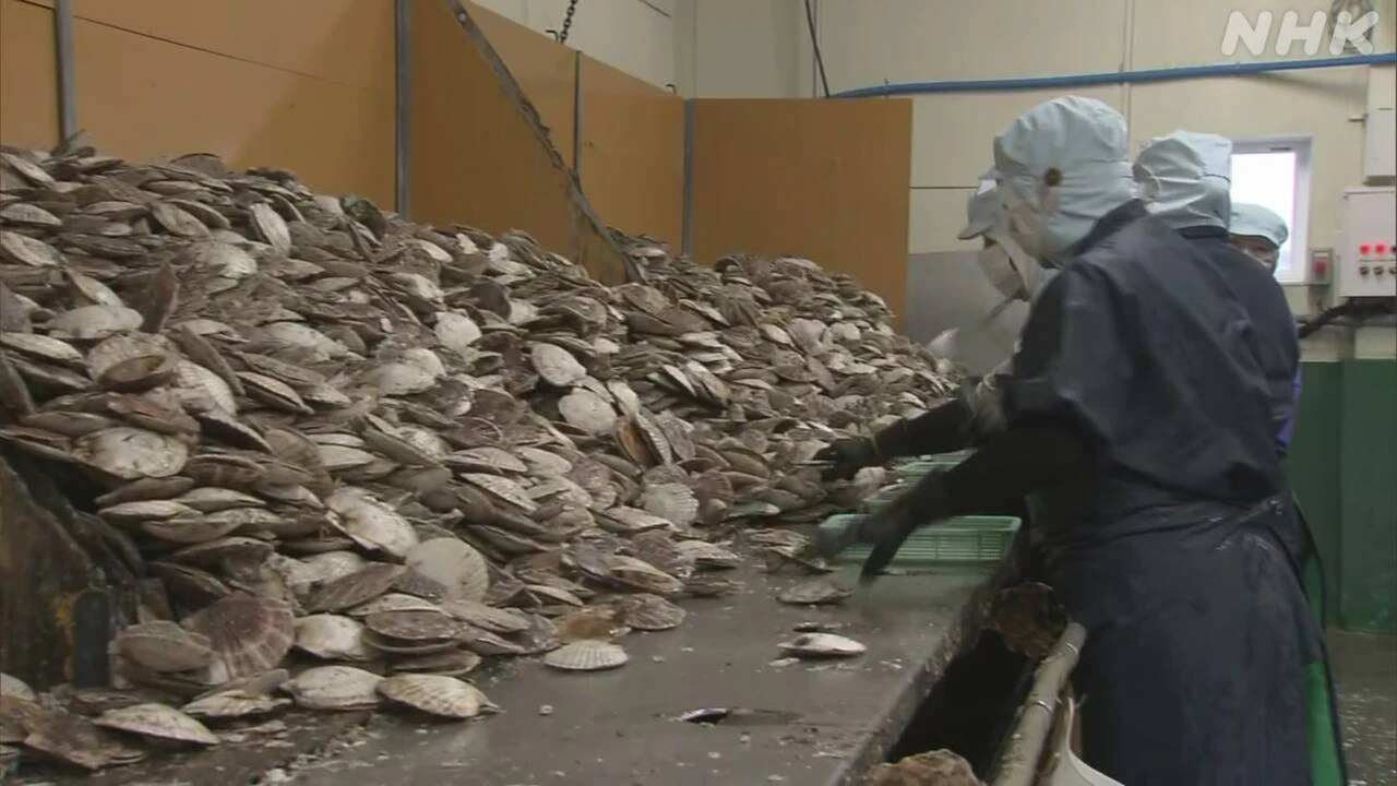 【関税発動】北海道 ホタテ加工会社 “需要落ち込みかねない”