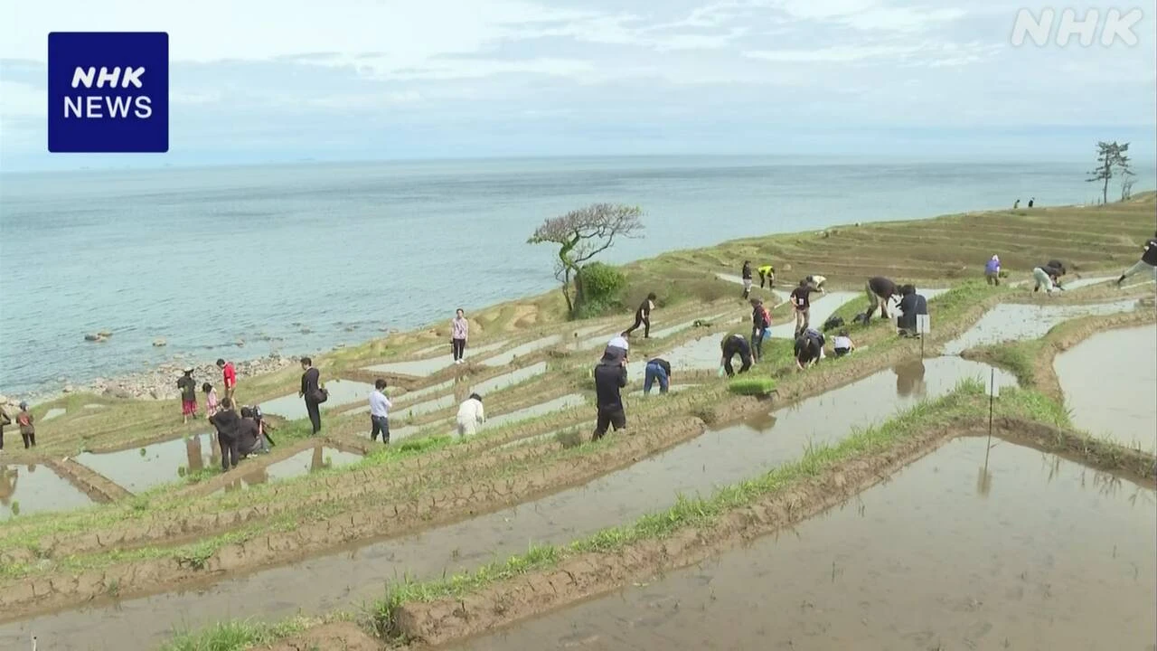 石川 輪島「白米の千枚田」で田植え始まる ボランティア参加